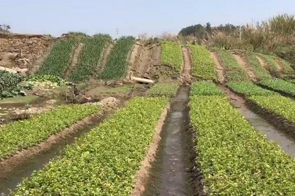 豆腐怎么炒啊