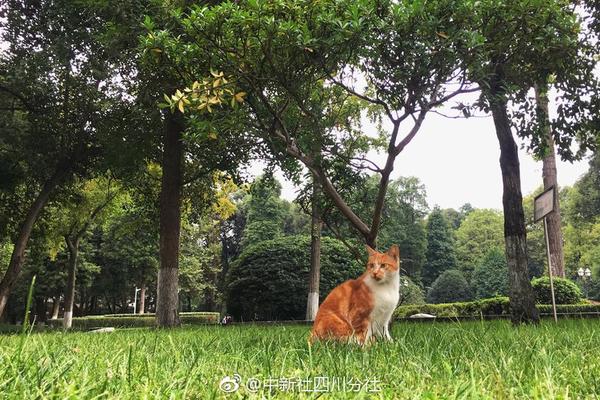 day到rua是什么梗